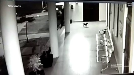 [CCTV tape] Dog fighting off leopard that tried to eat its puppy