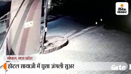 होटल सायाजी में घुसा जंगली सुअर, दुल्हन के भाई को घायल किया, प्रबंधन ने 2 दिन तक मामला दबाए रखा