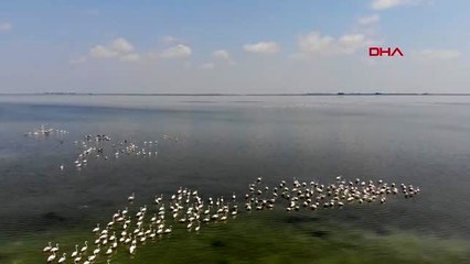 ANKARA Siyah flamingo, Türkiye'de 3 yıl sonra görüldü