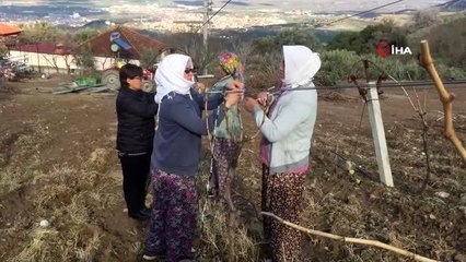 Kadınlar Gününde bağda ip bağlayıp budama yaptılar