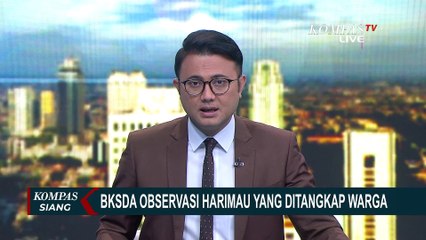 Pasca-penangkapan oleh Warga, Harimau Sumatera Diobservasi Tim BKSDA