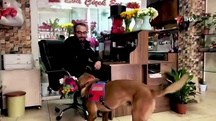 Eğitimli köpek 'Rüzgar'dan eğiticisine 'Kadınlar Günü' sürprizi