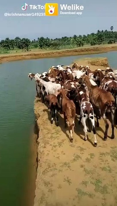 Funny like they crossing border