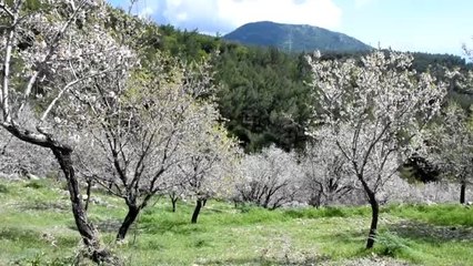 Datça'da mevsimin ilk badem çağlası hasadı başladı