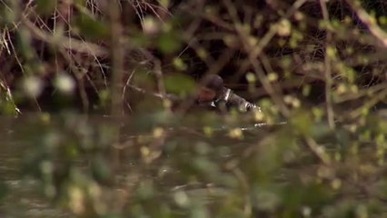 Tres desaparecidos al precipitarse su vehículo al río Urumea en Hernani (Guipúzcoa)