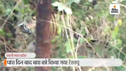 चार हाथियों का सहारा लेकर वन कर्मियों ने बाघ को जाल में फंसाया, पांच दिन से हाईवे के पास भटक रहा था