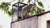 Monkey snatches tourist's glasses and demands juice as ransom