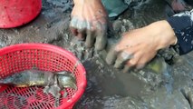 Hou la la ! L'homme a trouvé beaucoup de poissons sur un trou souterrain boueux sec | Wow ! Man Found A Lot Of Fish On Dry Muddy Underground Hole