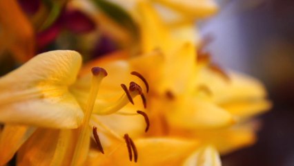 15+ minutes of meditation music with colorful flowers