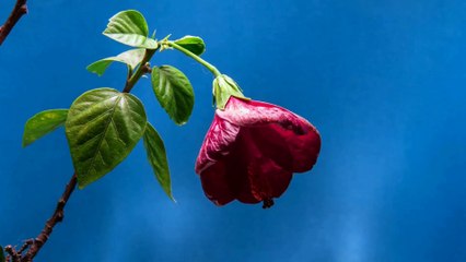Time lapse of flowers - Must watch