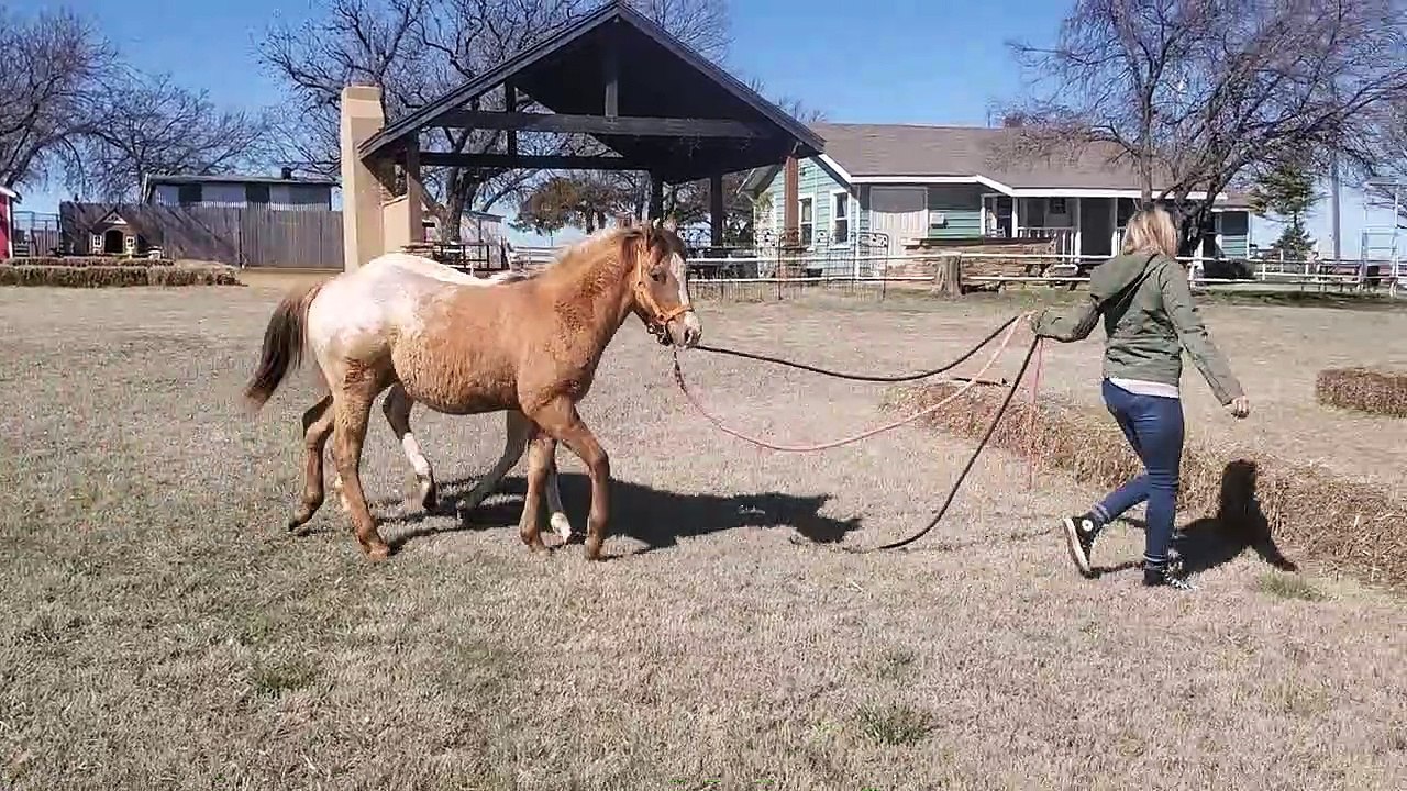 Horse Training Hay Bail Fail