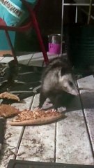 Pizza Loving Possum Enjoys Late Night Feast