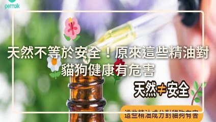 CollectionVideo-petmao_curation-petsmao.nownews|petmao_nownews-copy3-PetsMaoParser-2020/03/09-09:30