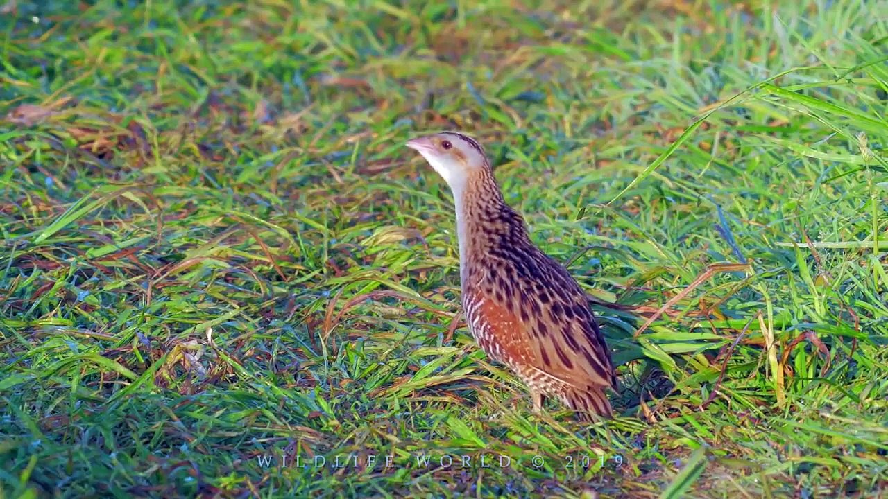 SINGING BIRDS
