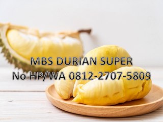 GROSIR, WA 0812-2707-5809, Bibit Durian Musang King Demangan Sulawesi Selatan