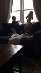 Boxer and Little Boy Have in Depth Conversation
