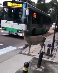 सड़क के नियमों का पालन करना जानवरों से सीखें।