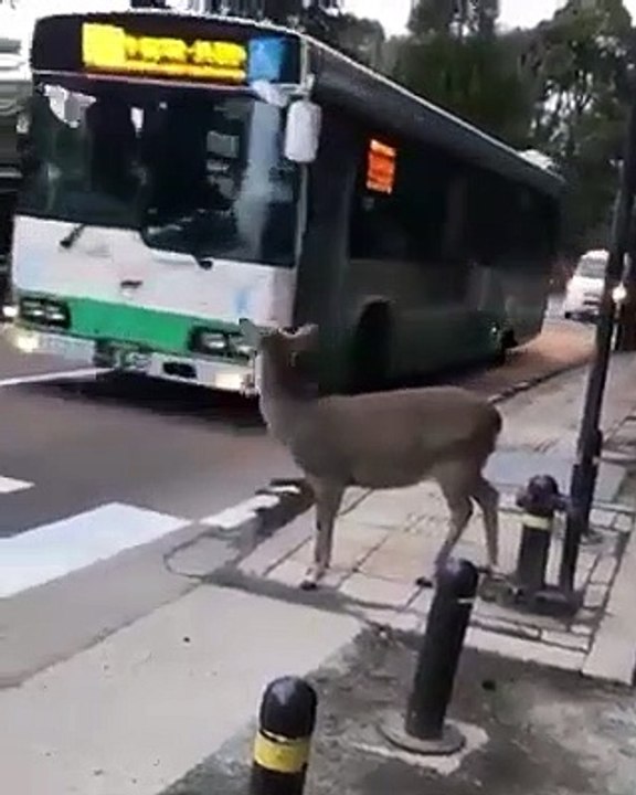 सड़क के नियमों का पालन करना जानवरों से सीखें।