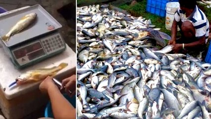 தமிழகம் முழுவதும் மீன்கள் கெட்டுப்போகாமல் இருக்க ரசாயனம் தெளித்து விற்பனை  என  புகார்