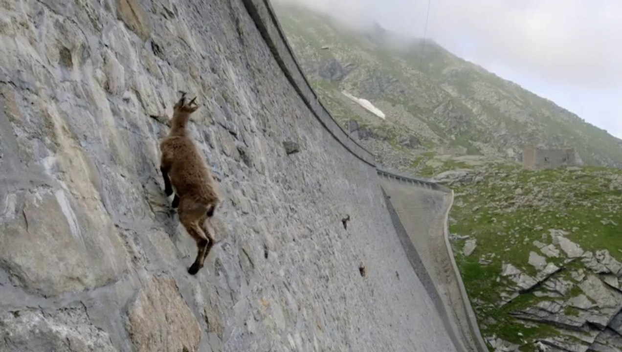 The_incredible_ibex_defies_gravity_and_climbs_a_da