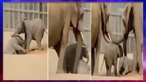 Viral Video : Watch How These Two Baby Elephants Are Clashing With Eachother
