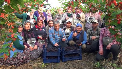 Türkiye’de yılın ilk Karadut hasadı Silifke’de başladı