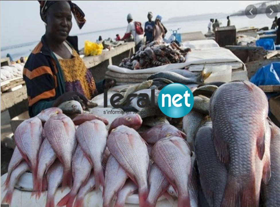 ZikFM - Invité Dr Aliou Ba Green (Peace Africa) - Lundi 09 Mars 2020