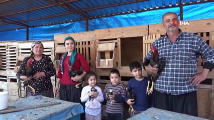 Araba fiyatına horozlar, Arap ülkelerinin gözdesi oldu