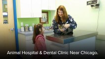 Qualified Animal Hospital At Portage Park Animal Hospital & Dental Clinic