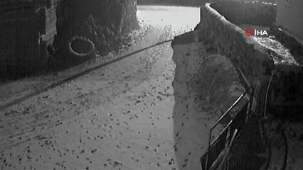 Köpeğe saldıran iki kurt neye uğradığını şaşırdı