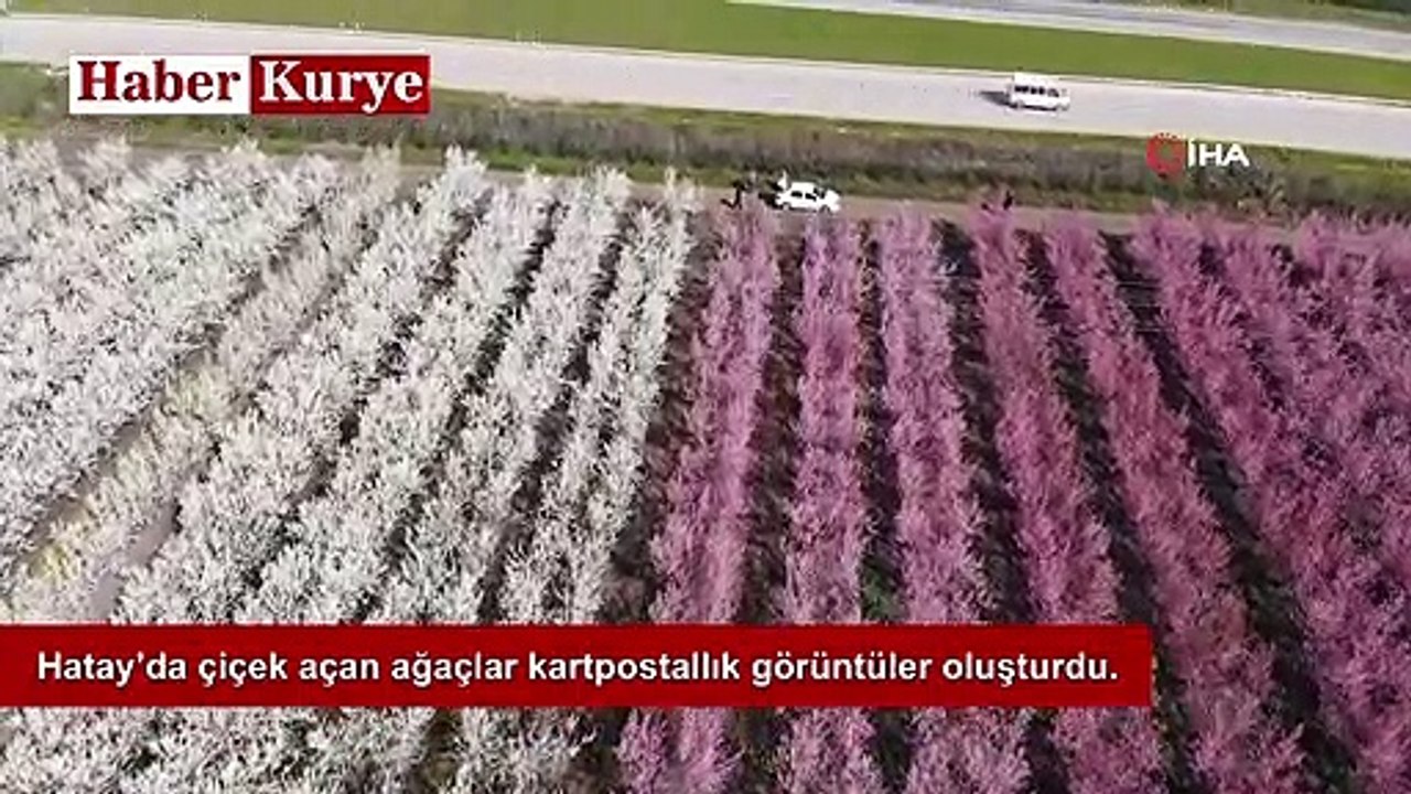 Hatay’da çiçek açan ağaçlar kartpostallık görüntüler oluşturdu