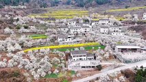 Stunning drone footage of blooming cherry blossoms in south China