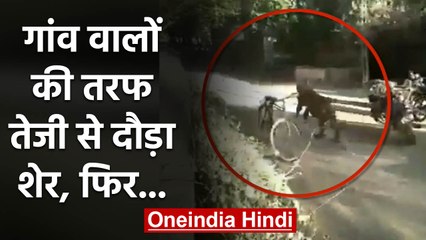 Gujarat में तेज रफ्तार में दौड़ते हुए लोगों की तरफ आया Lion, Record हुआ खौफनाक मंजर | वनइंडिया हिंदी