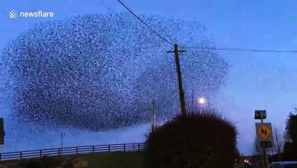 Stunning starling murmuration fills the sky over Irish village