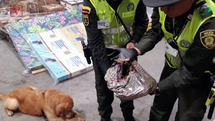 $250,000 Worth of Baby Turtles Discovered as Part of Smuggling Attempt in Colombia Airport