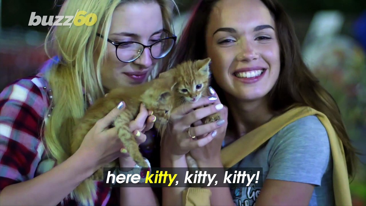 Here Kitty, Kitty, Kitty! Polish Museum Celebrates Cats With Thousands of Figurines From Around the World