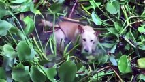 Drowning dog rescued after falling into deep well at Buddhist temple in Thailand