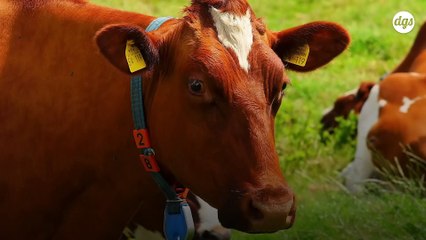 L'INRAE accusée de participer à une "entreprise de désinformation" sur la consommation de viande