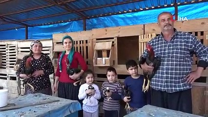 Araba fiyatına horozlar, Arap ülkelerinin gözdesi oldu