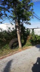 Large Lizard Startles Man on Scooter