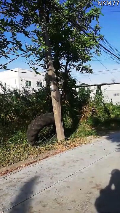 Large Lizard Startles Man on Scooter