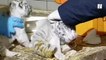 Ces trois bébés tigres blancs nés au zoo d'Amnéville vont vous faire fondre