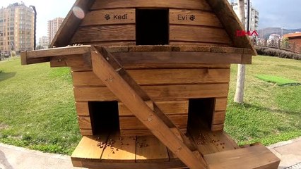 Kahramanmaraş'ta sokak kedileri ev sahibi oldu