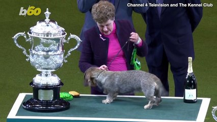 Top Dog! Wirehaired Dachshund Wins ‘Best in Show’ at U.K. Dog Competition!