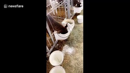 Canadian calf quenches thirst by dunking whole head into bucket of milk