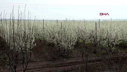 HATAY Amik Ovası, baharın gelişiyle rengarenk oldu