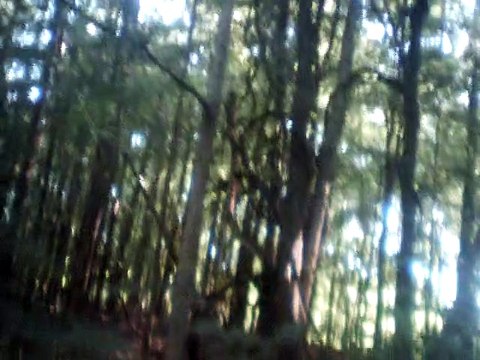 My Wild Irish Rose vocals