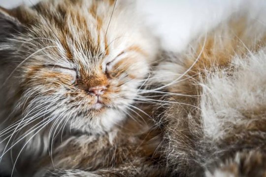 Why Do Cats Sleep So Much? Reasons You Need To Know