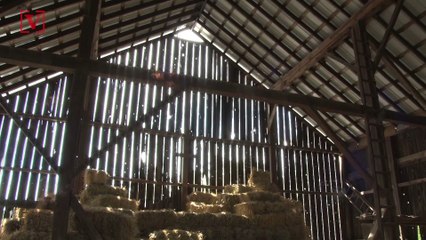 Fire at Farm Caused by Pig’s Poop and Battery-Powered Pedometer