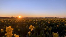 Sun sets over field of flowers in Washington